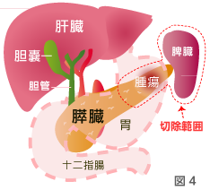 脾臓 の 役割