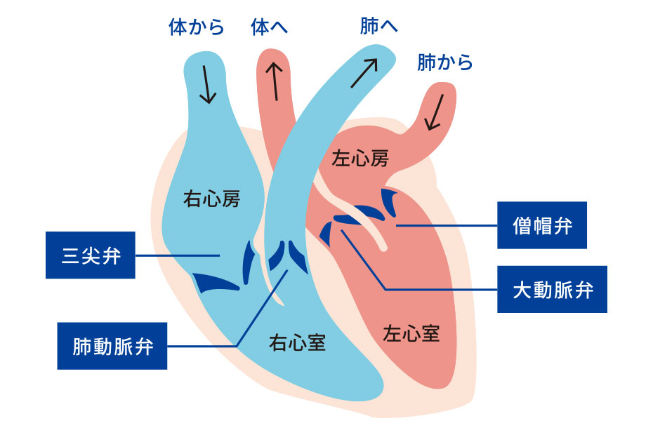 心臓